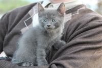 Лот: 7579025. Фото: 2. Котёнок дымчатый, мальчик 2 месяца... Животные и уход