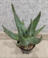 Лот: 18177633. Фото: 2. Алоэ Акулеата (Aloe Aculeata). Комнатные растения и уход
