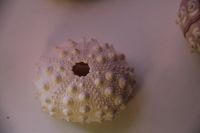 Лот: 4889167. Фото: 7. Морские сферы. На выбор