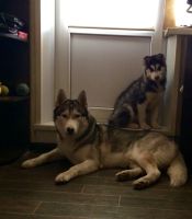 Лот: 5124401. Фото: 2. Щенок сибирских хаски. Животные и уход