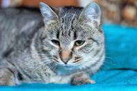 Лот: 4932125. Фото: 2. Шикарный добрый котяра даром. Животные и уход