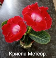 Лот: 17689389. Фото: 6. Глоксиния - лист посаженный