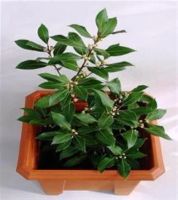 Лот: 10496264. Фото: 7. Куплю эвкалипт комнатный.