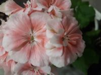 Лот: 18950300. Фото: 3. Пеларгония Marbacka Rose. Растения и животные
