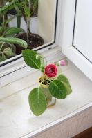 Лот: 3041414. Фото: 4. Глоксиния 2 (цветёт). Красноярск