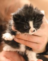 Лот: 12641377. Фото: 5. котят