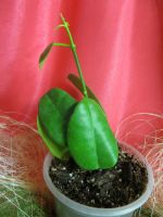 Лот: 4229976. Фото: 4. Хойя -Hoya Ariadna. Красноярск