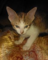 Лот: 4822413. Фото: 4. ориентальные котятане линяют не... Красноярск