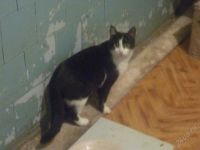 Лот: 1881638. Фото: 2. кошки с приюта, их много - выбор... Животные и уход