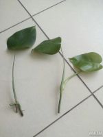 Лот: 9541376. Фото: 2. Монстера, черенки укорененные... Комнатные растения и уход