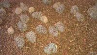 Лот: 8110909. Фото: 4. Орех кедровый крупный, урожай...