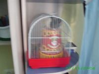 Лот: 1895854. Фото: 2. Крыс декоративный. Животные и уход