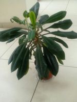 Лот: 9949211. Фото: 2. 2 в 1: молочай беложилковый... Комнатные растения и уход