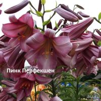 Лот: 11057996. Фото: 2. Лилия Гаучо (ОТ-гибриды)Лавон... Семена, рассада, садовые растения