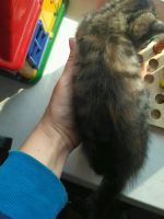 Лот: 11844527. Фото: 5. Котята