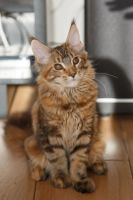 Лот: 11162301. Фото: 3. Котёнок мейн-кун. Родители чемпионы. Растения и животные