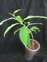 Лот: 13592326. Фото: 4. Хойя Hoya Lockii. Красноярск