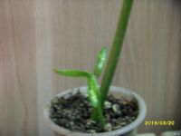 Лот: 13407560. Фото: 2. Сингониум суженный Syngonium angustatum. Комнатные растения и уход