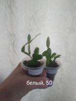Лот: 17880367. Фото: 5. Рипсалидопсис розовый, белый.
