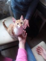Лот: 14570852. Фото: 2. Котенок Рыжик. Животные и уход