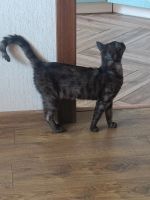 Лот: 25605069. Фото: 3. Кошечка хищница. Растения и животные