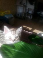 Лот: 5178928. Фото: 7. Котенок. Кошечка Шотландская