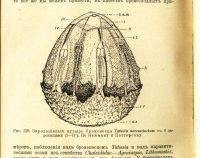 Лот: 17560228. Фото: 14. Гольдшмидт Р. Основы учения о...