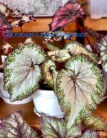 Лот: 13535582. Фото: 2. Бегония Silver Greenheart. Комнатные растения и уход