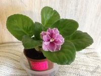 Лот: 4500391. Фото: 2. Детка фиалки ЕК-Подарок на Рождество. Комнатные растения и уход