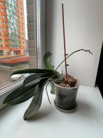 Лот: 19631122. Фото: 2. Орхидея белая. Комнатные растения и уход