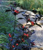 Лот: 5296585. Фото: 2. Перец острый Black Pearl Hot... Комнатные растения и уход