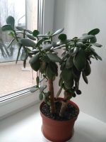 Лот: 12661753. Фото: 2. Толстянка (денежное дерево). Комнатные растения и уход