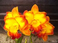 Лот: 9417430. Фото: 2. Орхидея Pot.Tzeng Wen Beauty x... Комнатные растения и уход
