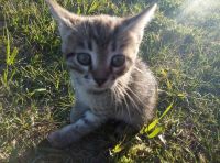 Лот: 16248771. Фото: 3. Котята. Растения и животные