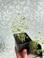 Лот: 21791552. Фото: 3. Лаванда. Для дачи, дома, огорода, бани, парка