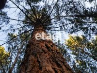 Лот: 25295120. Фото: 7. участок , посёлок городского типа...