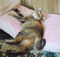 Лот: 6939009. Фото: 2. Полосатая кошечка с коротким хвостиком. Животные и уход