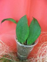 Лот: 4224599. Фото: 2. Хойя -Hoya cv. Jennifer. Комнатные растения и уход