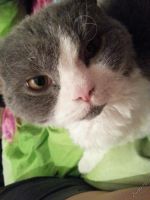 Лот: 5752742. Фото: 2. Кота в добрые руки!. Животные и уход