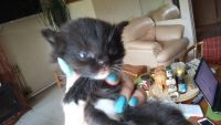 Лот: 7874993. Фото: 3. Котенок Манчкин, нестандарт-2. Растения и животные