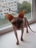 Лот: 7881712. Фото: 2. Кошка Сфинкс. Животные и уход