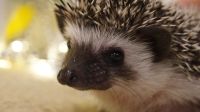 Лот: 12717226. Фото: 2. Африканские карликовые ежата. Животные и уход