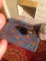 Лот: 6329853. Фото: 2. Красивая серая кошечка с двумя... Животные и уход