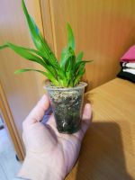 Лот: 11839260. Фото: 2. Орхидея Онцидиум желтая. Комнатные растения и уход