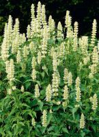 Лот: 10486474. Фото: 2. Лофант тибетский. северный женьшень... Семена, рассада, садовые растения