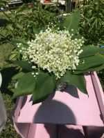 Лот: 11654450. Фото: 2. Букеты из ландышей для любимых. Цветы, букеты