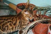 Лот: 279814. Фото: 3. Бенгальская кошка, бенгал. Растения и животные