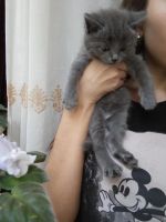 Лот: 10116624. Фото: 2. Отдам котят бесплатно). Животные и уход