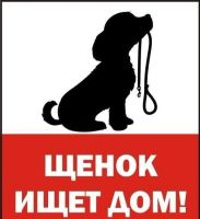 Лот: 16194624. Фото: 6. Щенок ищет дом