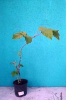 Лот: 16021868. Фото: 2. Малина Глен Эмпл малиновое дерево. Семена, рассада, садовые растения